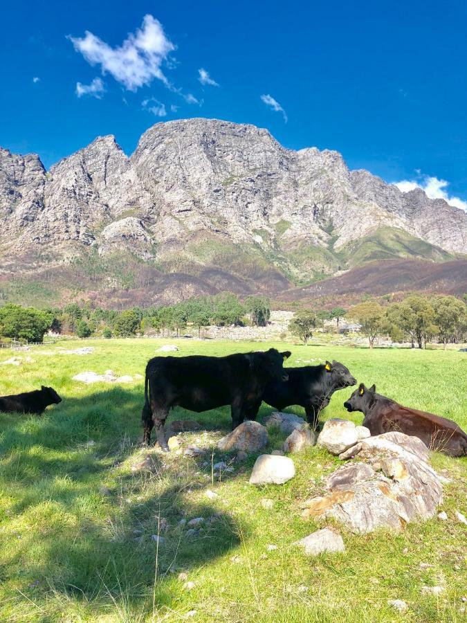 The Barn In Franschoek Konuk evi Franschhoek Dış mekan fotoğraf